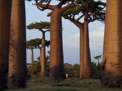 Baobab Trees, Madagascar by Pascal Maitre