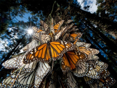 Monarch Butterflies, Mexico by Joel Sartore