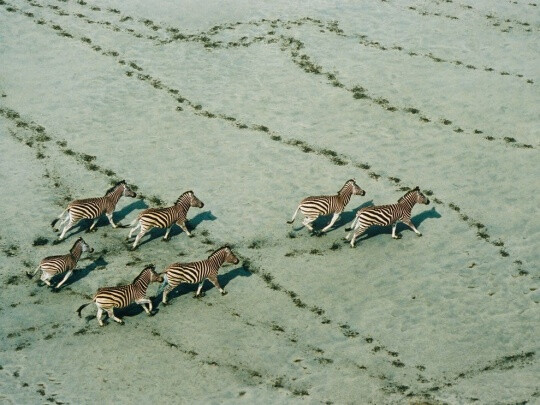 Zebras, Botswana by Robert B. Haas