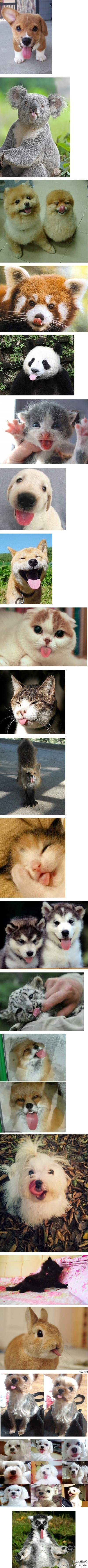 吐舌头的小可爱们 最后一只分明是来搅局的，，