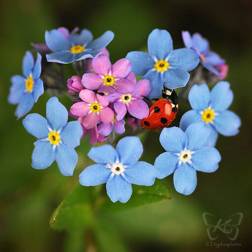 【我是{彩}花大盗】❀