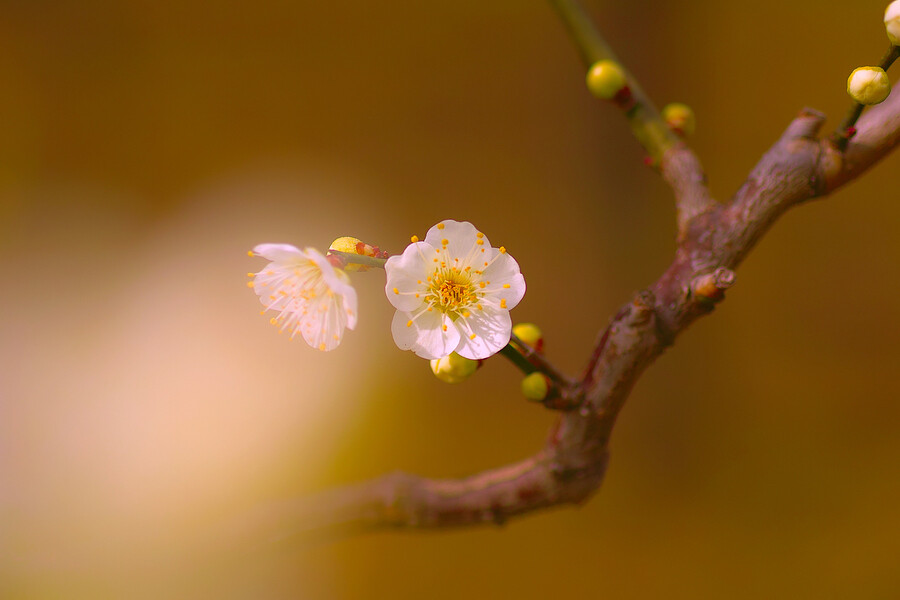 Photograph Spring Flavor by Junya Hasegawa on 500px