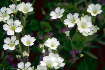 秘密花园——白花酢浆草