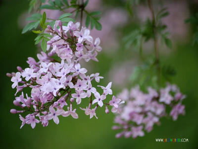 秘密花园——丁香