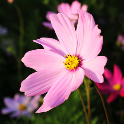 波斯菊（格桑花）