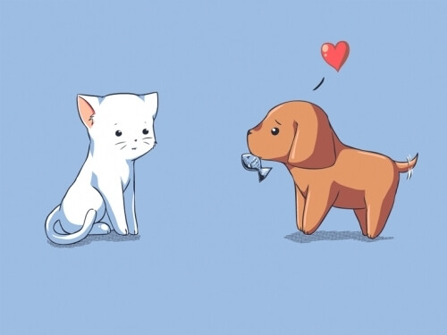 cat and dog