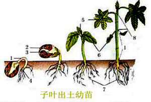 种子生长图