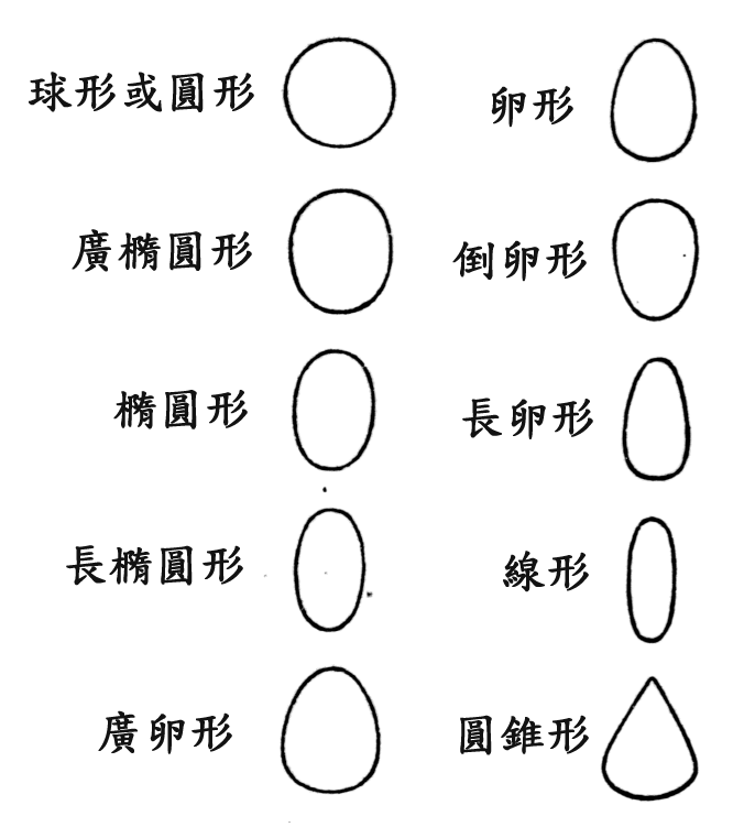 种子的形状