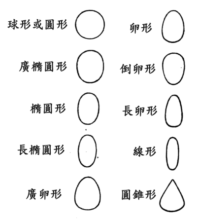 种子的形状