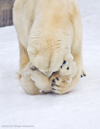 "Kissie-kissie" by sergei gladyshev