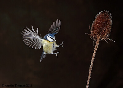 Beauty of the Animals Photography