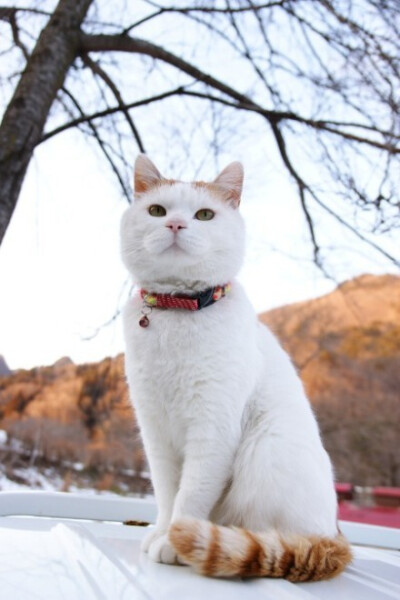 白色的毛发，大大的头，还有几丝不羁的猫须，一副富贵的模样。最重要的是那双忧郁的眼睛，如梁朝伟一般。