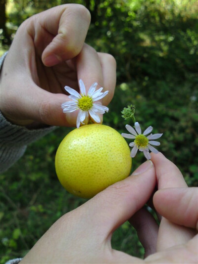 小柠檬，小野菊，小清新