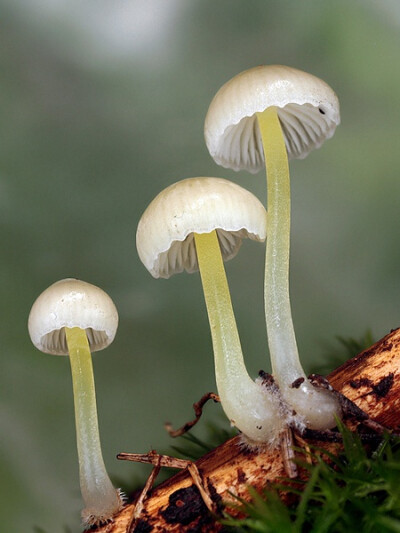 小水母菇