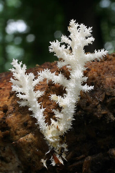 雪珊瑚菇