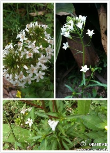 泽珍珠菜 报春花科