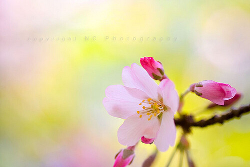 樱花~~~