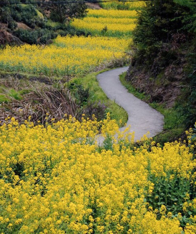 扫墓路上油菜花香