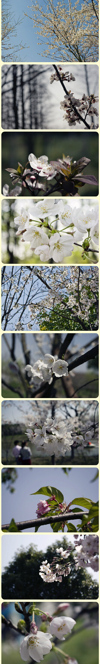 四月樱花季。。。摄于上海顾村公园