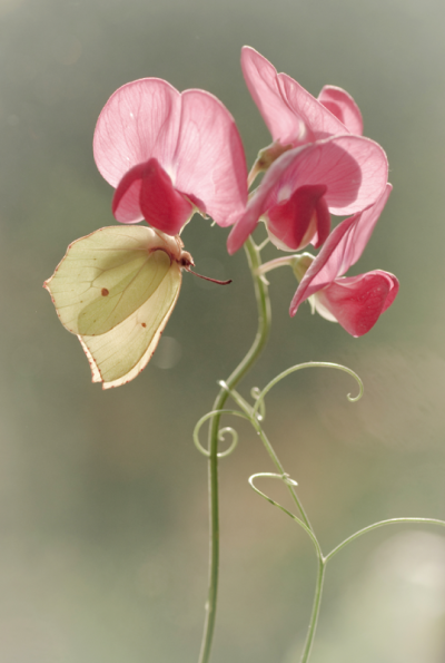 全球年度园林摄影师奖（International Garden Photographer of the Year）评选结果刚刚公布，波兰摄影师Magdalena Wasiczek以一张拍摄香豌豆花和蝴蝶的照片成为了今年的优胜者，获奖作品将在英国皇家植物园（ Kew）…