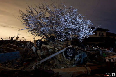 当地时间4月18日，日本宫城县名曲市，一棵樱花树上的樱花在废墟中盛开。YASUYOSHI_CHIBA/AFP