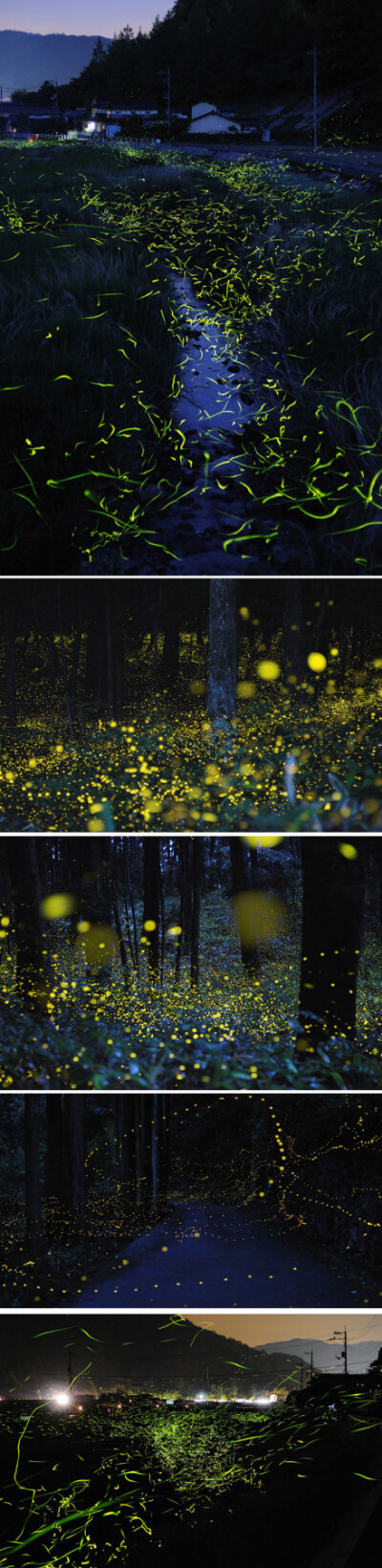 日本摄影师Yuki Karozai利用长时间曝光手法拍摄的萤火虫~~丛林间飞舞的精灵~~