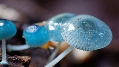 Mycena interrupta（炫蓝蘑菇），俗称“精灵的梧桐”（Pixies' Parasol），是蘑菇的一种。颜色鲜丽但是并不发光，未成熟幼苗时期时呈现蓝色，传说吃下后眼睛可以变成蓝色。应该有毒，不建议尝试。