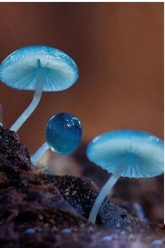 Mycena interrupta（炫蓝蘑菇），俗称“精灵的梧桐”（Pixies' Parasol），是蘑菇的一种。颜色鲜丽但是并不发光，未成熟幼苗时期时呈现蓝色，传说吃下后眼睛可以变成蓝色。有毒，不建议尝试。