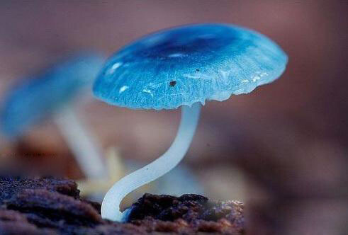 Mycena interrupta（炫蓝蘑菇），俗称“精灵的梧桐”（Pixies' Parasol），是蘑菇的一种。颜色鲜丽但是并不发光，未成熟幼苗时期时呈现蓝色，传说吃下后眼睛可以变成蓝色。应该有毒，不建议尝试。