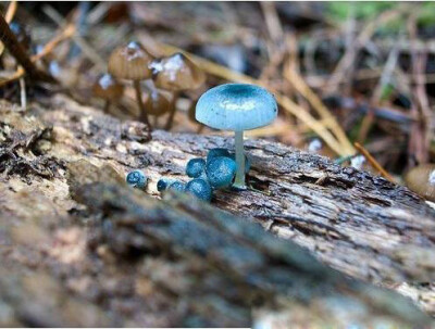 Mycena interrupta（炫蓝蘑菇），俗称“精灵的梧桐”（Pixies' Parasol），是蘑菇的一种。颜色鲜丽但是并不发光，未成熟幼苗时期时呈现蓝色，传说吃下后眼睛可以变成蓝色。应该有毒，不建议尝试。