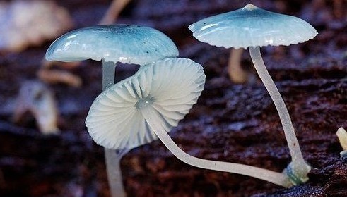 Mycena interrupta（炫蓝蘑菇），俗称“精灵的梧桐”（Pixies' Parasol），是蘑菇的一种。颜色鲜丽但是并不发光，未成熟幼苗时期时呈现蓝色，传说吃下后眼睛可以变成蓝色。应该有毒，不建议尝试。