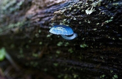 Mycena interrupta（炫蓝蘑菇），俗称“精灵的梧桐”（Pixies' Parasol），是蘑菇的一种。颜色鲜丽但是并不发光，未成熟幼苗时期时呈现蓝色，传说吃下后眼睛可以变成蓝色。应该有毒，不建议尝试。