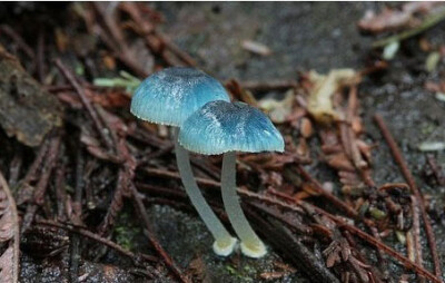 Mycena interrupta（炫蓝蘑菇），俗称“精灵的梧桐”（Pixies' Parasol），是蘑菇的一种。颜色鲜丽但是并不发光，未成熟幼苗时期时呈现蓝色，传说吃下后眼睛可以变成蓝色。应该有毒，不建议尝试。