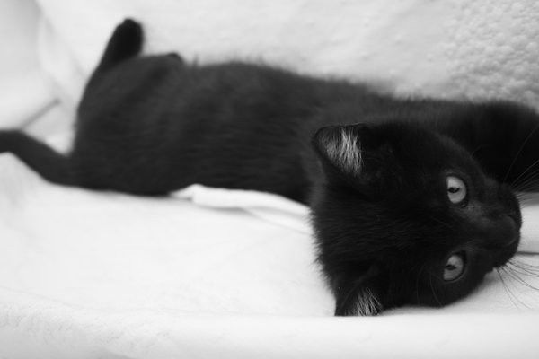 猫