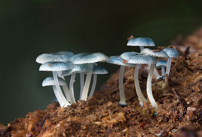 Mycena interrupta（炫蓝蘑菇），俗称“精灵的梧桐”（Pixies' Parasol），是蘑菇的一种。颜色鲜丽但是并不发光，未成熟幼苗时期时呈现蓝色，传说吃下后眼睛可以变成蓝色。应该有毒，不建议尝试。