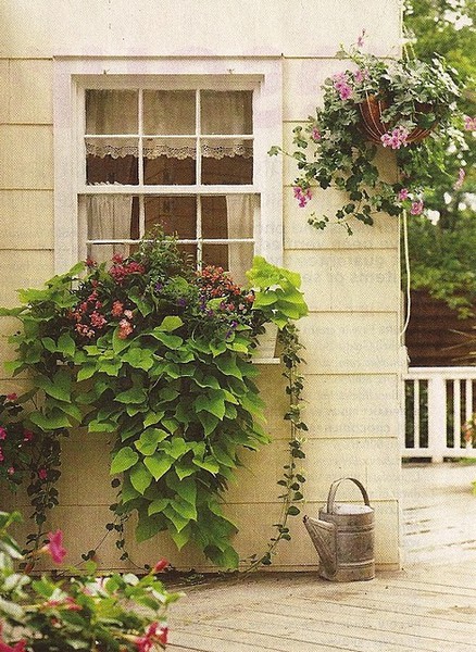 window boxes