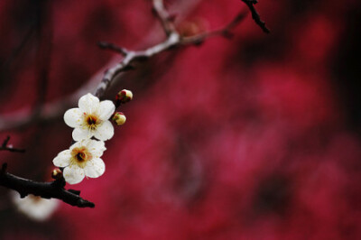 白玉堂前一树梅，为谁零落为谁开。唯有春风最相惜，一年一度一归来。