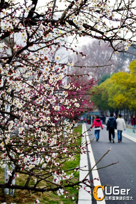 北区图书馆后的桃花开了。。。