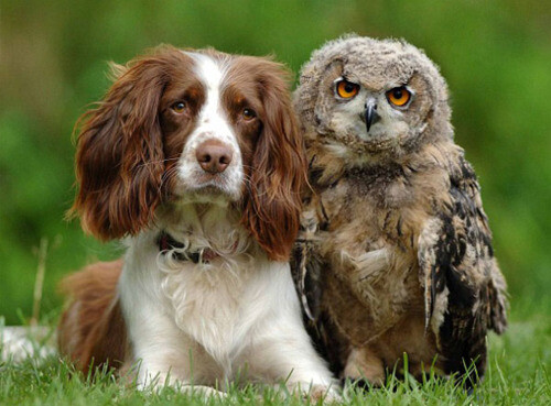 fat-birds: itspainfullycute: Poor dog looks worried, the owl looks angry and like he’s gonna kick whoever’s butt that made him sad. What a good friend. THEY ARE BEST FRIENDS FOREVER AND NOBODY BETTER MESS WITH THEM