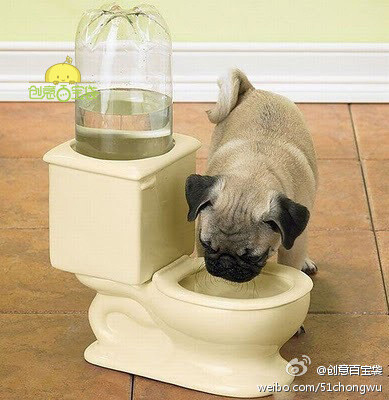 小狗饮水机 ——恶搞自家的小狗