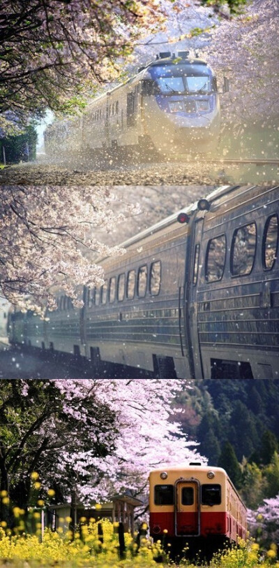 日本 火车穿过樱花飘舞的轨道在樱花盛开的时节，连坐在火车里也可以这么美。