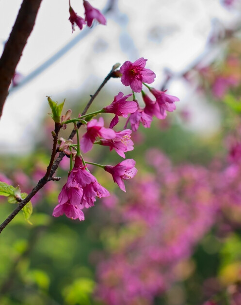 寒绯樱（Prunus campanulata），也叫钟花樱桃，福建山樱花