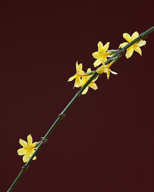 迎春花开