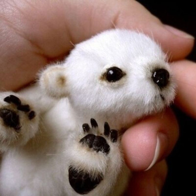 Baby Polar Bear