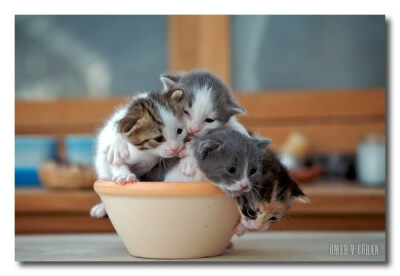 Four kittens, one cup