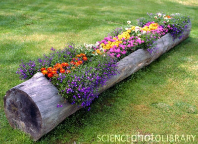 use a hollowed out log or stump as a planter