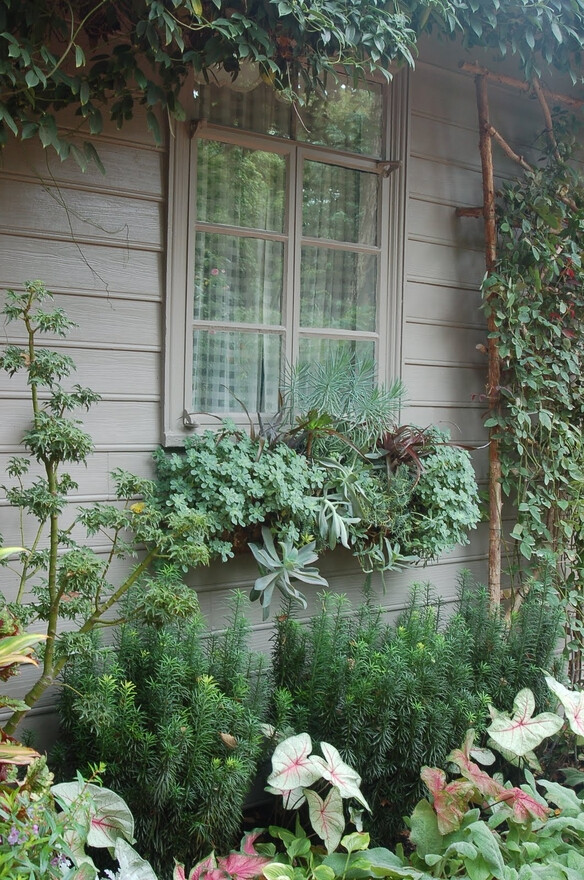 Window box plants