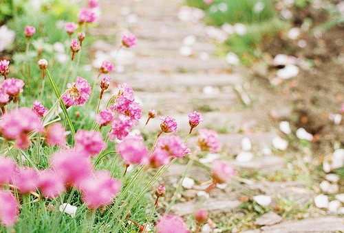 谁的等待，恰逢花开。