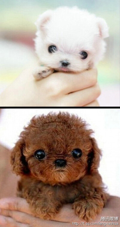 小动物，很有爱