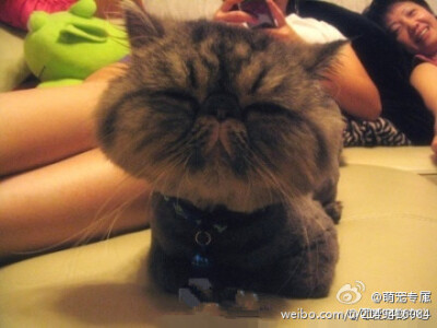 小动物，很有爱